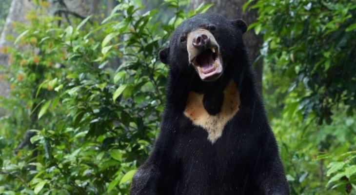 A New Dawn for Sun Bears