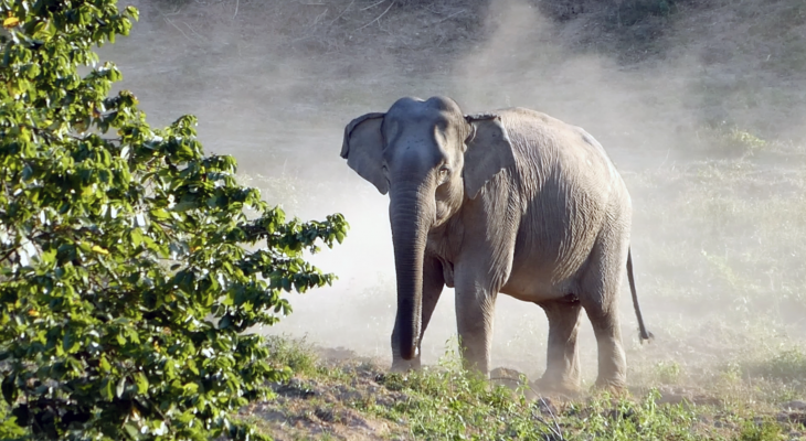 Tom Yum Remedy: From Elephant Conflict to Coexistence