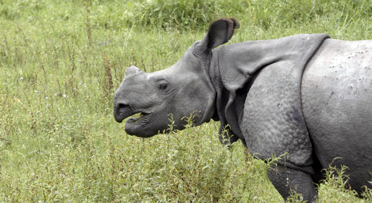 Rhino Population on the Rise Thanks to the Local Community