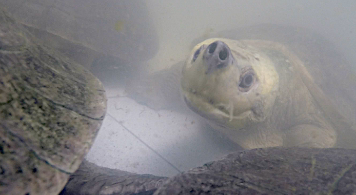 Have You Ever Seen a Terrapin Smile?