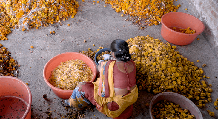 Waste Flowers Seed New Perspectives