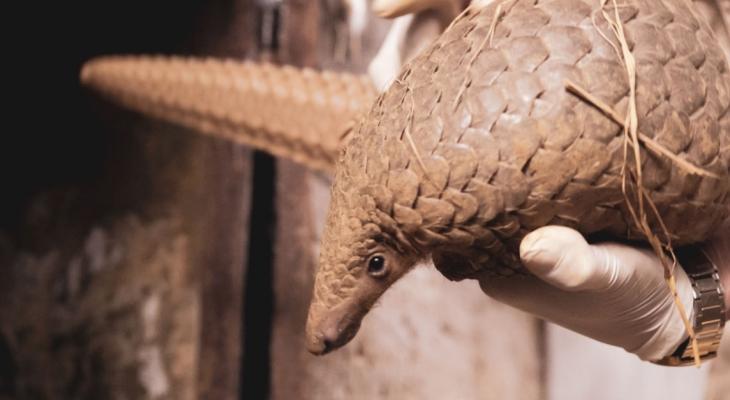 Ant Man En-Armoured of His ‘Beloved’ Pangolin